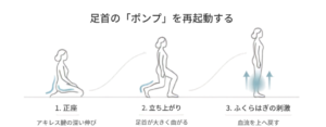 正座から立ち上がる動きで足首とふくらはぎを使う流れを示したイラスト