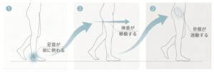しなやかな足首から足首、体重移動、骨盤が連動して歩き出す流れを示したイラスト