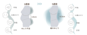 お腹まわりの縦のゆとりが3.0cmから6.3cmに変化し、呼吸、骨盤、足首の連動を示した図