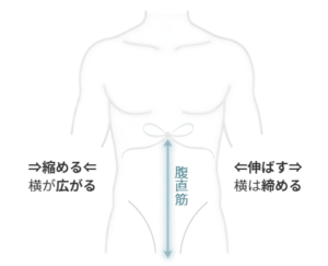 腹直筋を縦に伸ばすと横は締まり、縮めると横が広がるという体幹の使い方を示した図